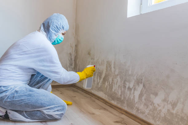Licensed Black Mold Removal service in Erwin, TN - WQB Mold Removal