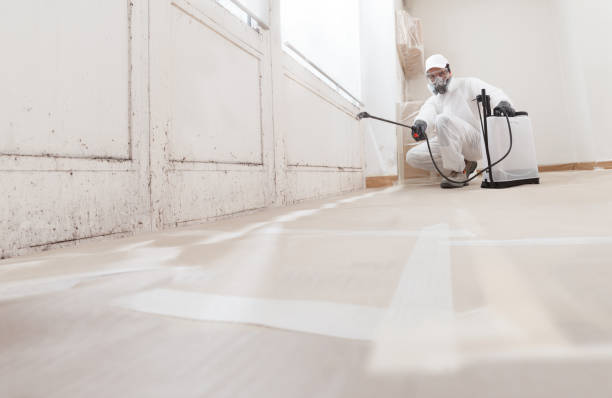 24/7 Emergency Black Mold Removal experts in Erwin, TN