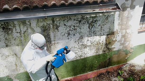 Top rated local Black Mold Removal specialists in Erwin, TN